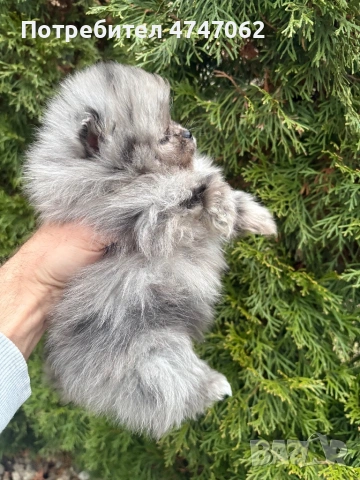 Померан момчета и момиче, снимка 2 - Померан - 54019512