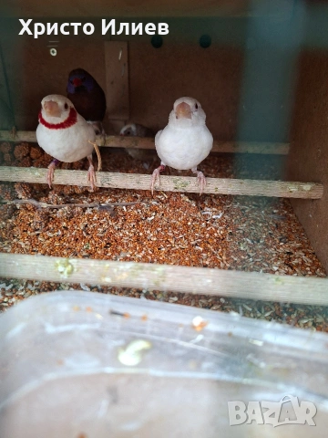 Бели червеногърли амадини , снимка 2 - Амадини - 53946524