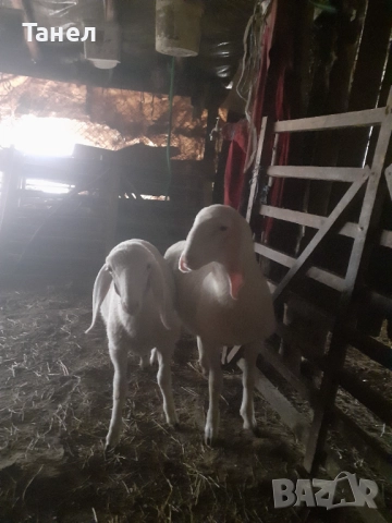 Овцеферма продава агнета, овце и кочове, снимка 4 - Овце - 52741561