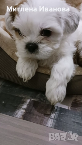 Ши тцу, снимка 16 - Ши Тцу - 52447041