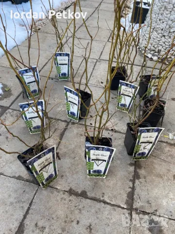 Боровинка , снимка 3 - Разсади - 49229609