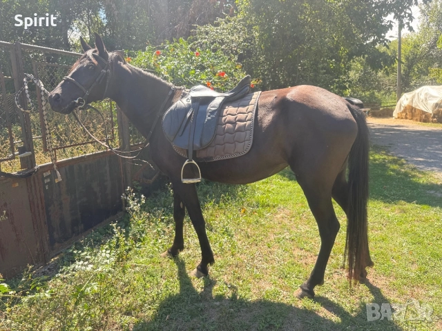 Ездитна кобила Марта, снимка 3 - Коне - 51464803