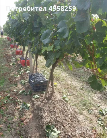 Грозде Мерло и Памид 25°, снимка 4 - Домашни продукти - 56205658