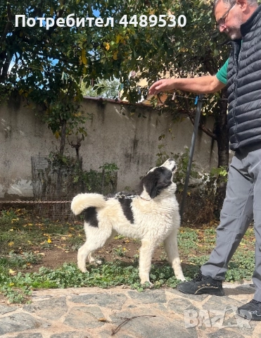Сертифициран развъдник продава българско овчарско куче / каракачанка, снимка 3 - Каракачанска овчарка - 52176377