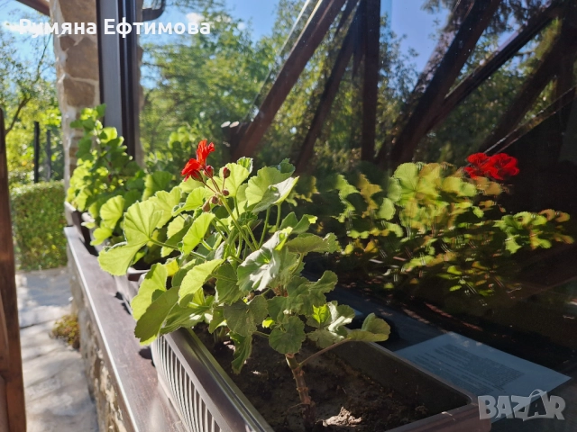 Къща за гости Ефтимови , снимка 16 - Почивки на планина - 51773768