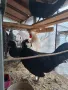 Продавам разплодни яйца от холандска качулата , снимка 4