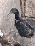 Мъжки индийски бегачи, снимка 1