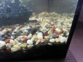 Гупи, снимка 4