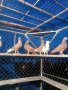 Пазарджишки гълаби, снимка 7