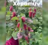 Малини сезон 2026, снимка 7