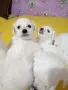 мини малтински болонки, снимка 3