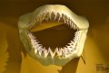 Фосилен зъб на акулата Otodus Obliquus - Плиоцен (5 - 66 Ма), снимка 5