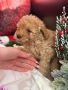 Пудел той момченце , снимка 2