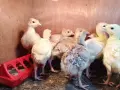Едноседмични селски пуйчета, снимка 3