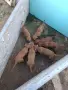 Унгарска визла- кутрета, снимка 2