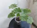 Сортово Мушкато 3 € / бр, снимка 4