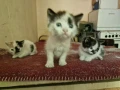 Подарявам малки котки, снимка 2