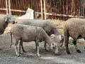 Свободни два броя овце!, снимка 7