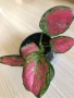 Aglaonema Crimson Love , снимка 1