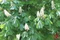 Конски кестен – Див, снимка 2