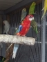 Продавам папагал пенантова розела, снимка 7