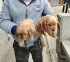 Кокер Шпаньол , снимка 8