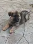 Малки немски овчарски!, снимка 3