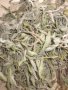 Градински чай/Salvia officinalis/, снимка 2