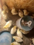 Продавам бройлерни пилета, снимка 1