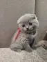 Шотландски клепоухи котета , снимка 3