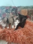 Ангорски котенца, снимка 3