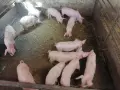 продавам малки прасета, снимка 9