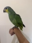 Ръчно хранена Венецуелска Амазна.., снимка 3