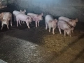 Продавам прасета, снимка 2