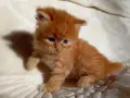 Сибирчета, сибирска котка, сибирски котенца, сибирско коте, хипоалергенни, червено момче, снимка 9