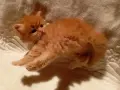 Сибирчета, сибирска котка, сибирски котенца, сибирско коте, хипоалергенни, червено момче, снимка 5