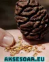 Нови качествени 15 семена от гигантска секвоя мамутово дърво sequoiadendron giganteum за декорация, снимка 11