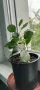Продавам Бенджамини, височина 30-35 см, снимка 7