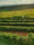 Бали люцерна, трети откос, снимка 2