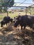 Продавам мъжки и женски биволи. , снимка 2