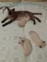 Сиамски котенца, снимка 2