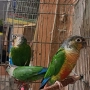 продавам папагал пирура, снимка 4
