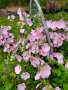 Розова Йонотера, студоустойчива, снимка 1 - Градински цветя и растения - 42569424