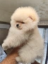 Померан мини мъжко , снимка 4