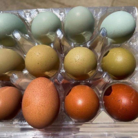 Оплодени сини зелени яйца, снимка 2 - други­ - 44810274