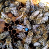 Пчелни майки и отводки сезон 2022 