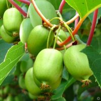 Киви Actinidia arguta Issai - МИНИ КИВИ – малко познато и много вкусно!, снимка 2 - Разсади - 38164416