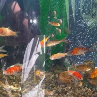 Японски шаран КОИ, златни рибки Шубинкин за езеро и аквариум, снимка 1 - Рибки - 37443844