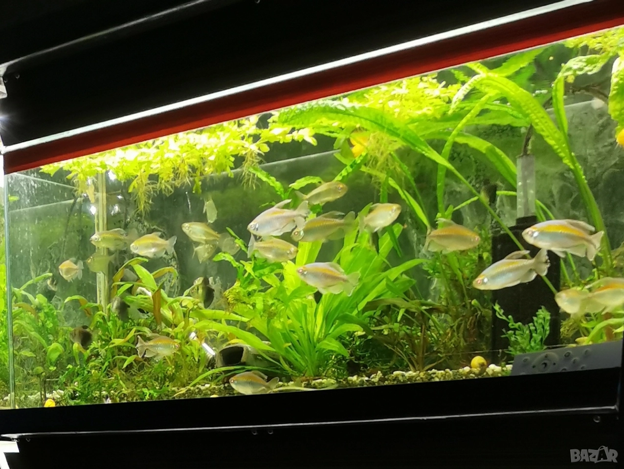 Аквариуми , снимка 1