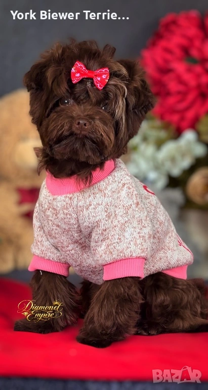 Ексклузивно мини малтипу! Момче Baby face! , снимка 1